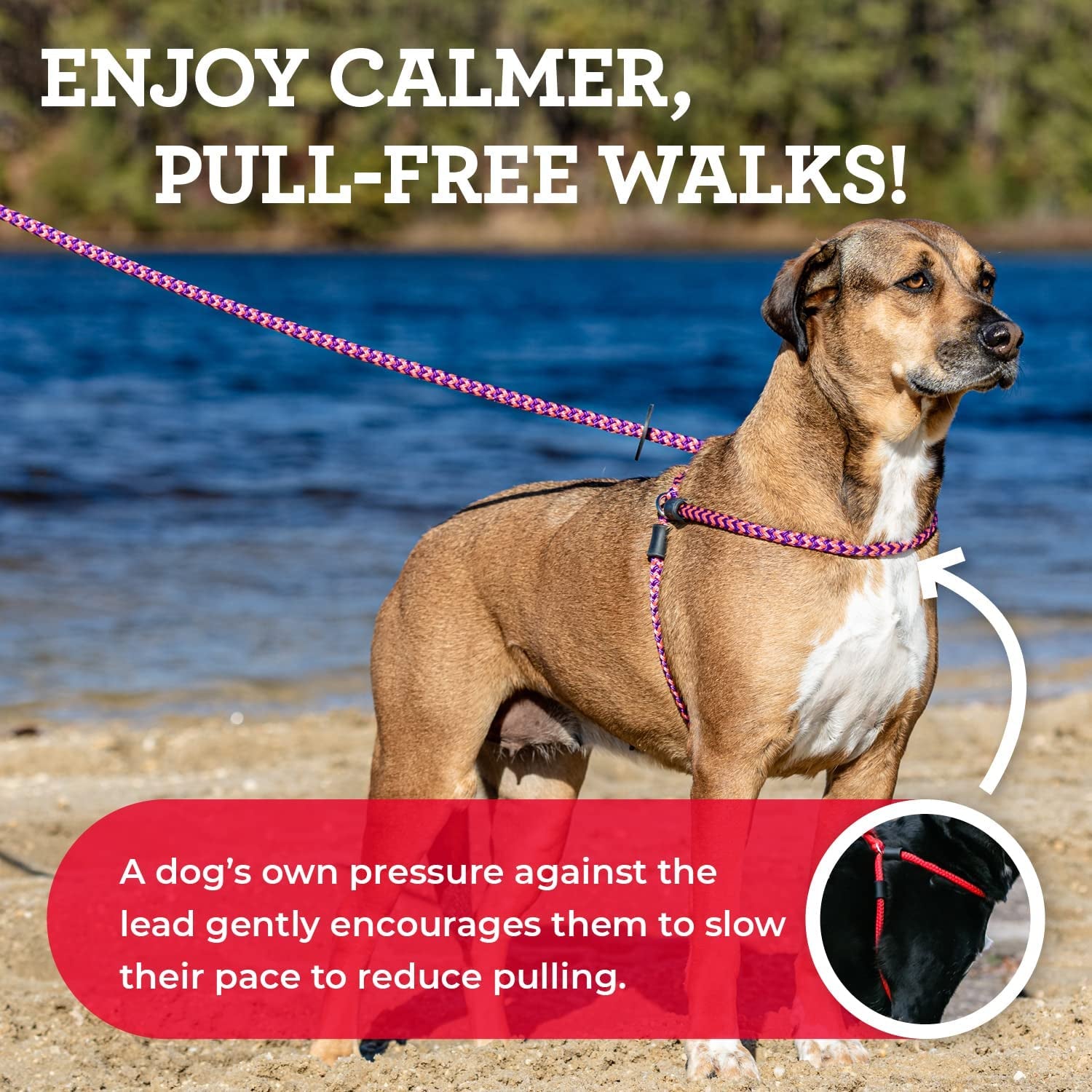 Say Goodbye to Tug-of-War!🐾✨ Discover the Ultimate No Pull Dog Harness & Leash Set for Happy Walks - Comfy, Secure, and Reflective Red for Small/Medium Pups!