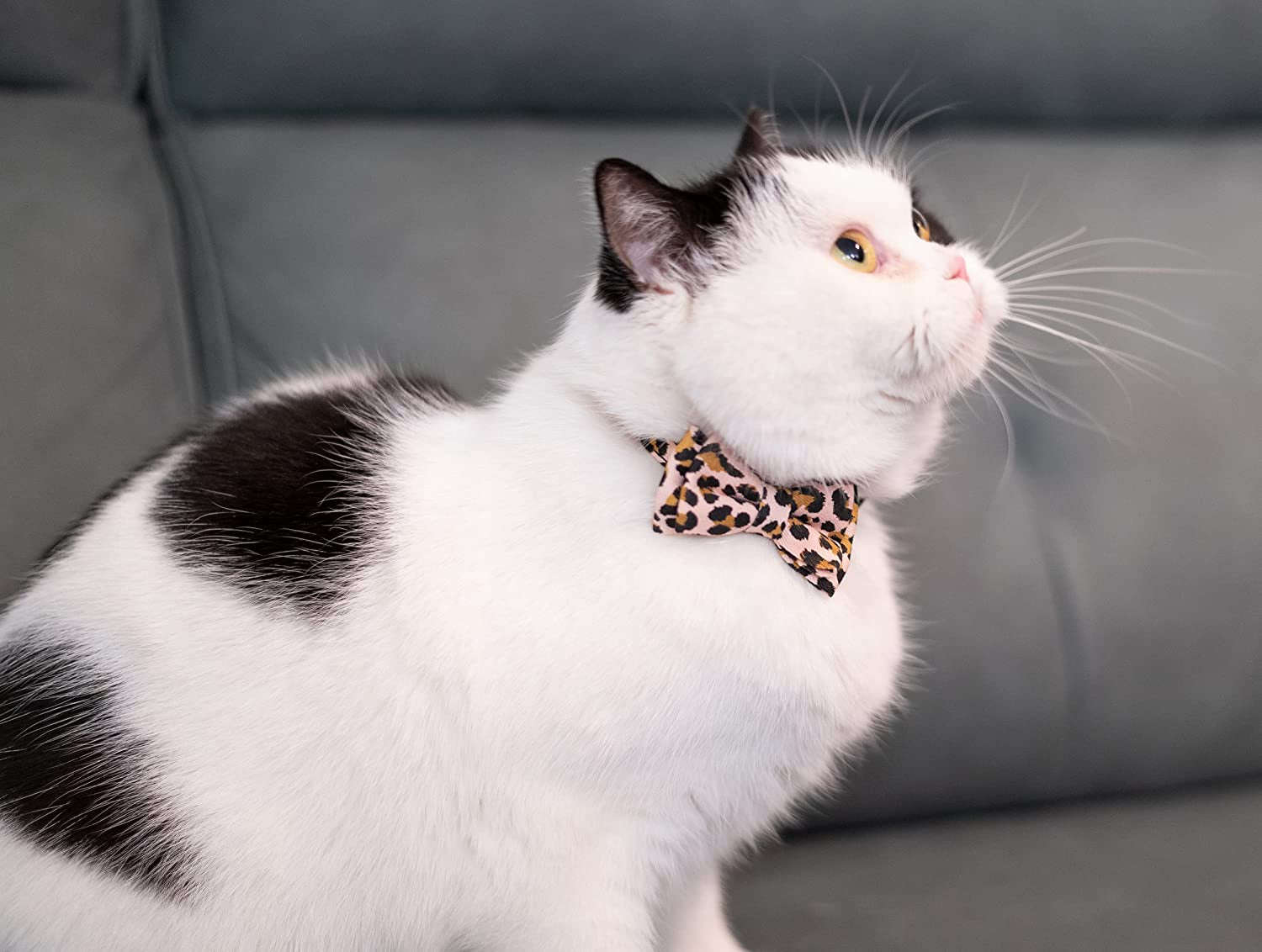 Chic Breakaway Cat Collars with Bells & Bowties - 2 Pack in Pink Leopard & Pure for Your Fashion-Forward Feline! 🐾💖